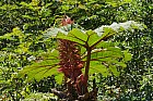  - Gunnera insignis